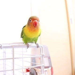 ボタンインコ