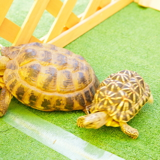 第２３回大野城市商工会まちづくり産業展に『移動動物園』が参加します！！