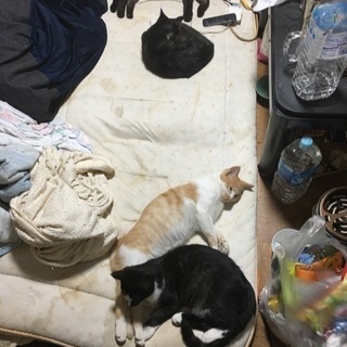 猫の里親になってください - 高崎市