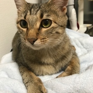 猫ちゃん欲しい方