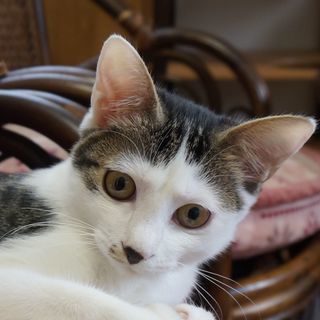 キジ白、美猫。メス、5ヶ月くらい。の画像
