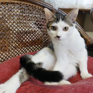 キジ白、美猫。メス、5ヶ月くらい。 - 横浜市