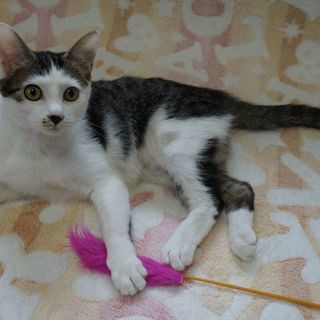 キジ白、美猫。メス、5ヶ月くらい。 - 猫