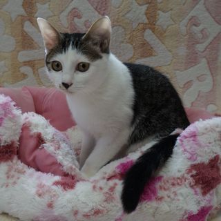 キジ白、美猫。メス、5ヶ月くらい。 − 神奈川県