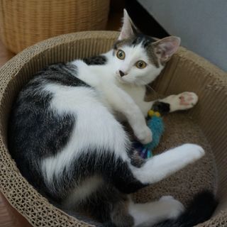 キジ白、美猫。メス、5ヶ月くらい。 - 里親募集