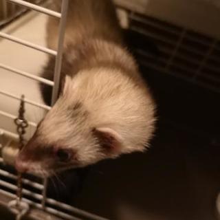 フェレット♀ 2歳