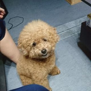 里親募集中です