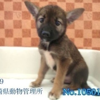 里親決定！有難うございました！野犬の子犬🐶僕を家族の一員にして下...
