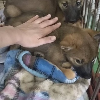 里親決定！有難うございました！怯えている子犬兄弟🐶僕達を家族にし...