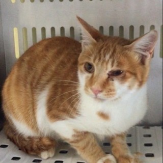 県外可！処分間近の可愛い茶白君を助けて(＞＜)