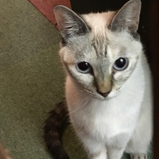 二歳の猫(♀)の里親様募集 宮崎県宮崎市