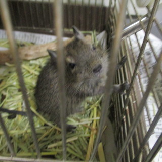 デグーの子　５匹いますが… - その他