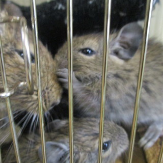 デグーの子　５匹いますが… − 神奈川県