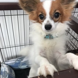 パピヨン