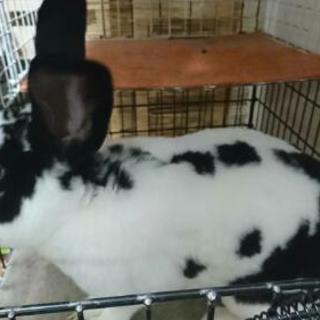 うさぎ🐰ミニレッキス