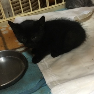 生後１カ月くらいの黒の子猫です