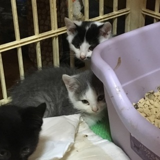 生後１カ月くらいのグレーと白の子猫です