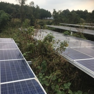 ソーラーパネル周り草刈り作業 バイト募集の画像