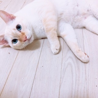 ブルーアイな猫ちゃん