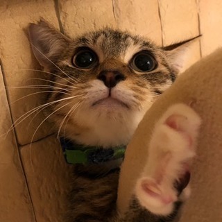【ライオン顔子猫☆キジ白ルイージ】
