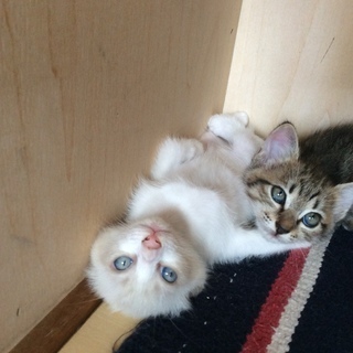 3ヶ月かわいい盛りの子猫♡ − 沖縄県