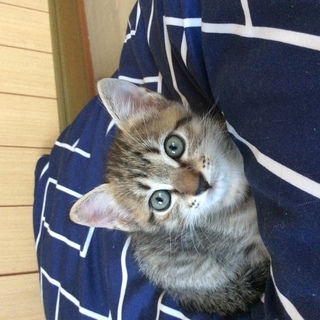 3ヶ月かわいい盛りの子猫♡