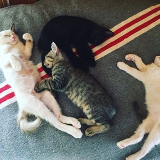 3ヶ月かわいい盛りの子猫♡ - 猫