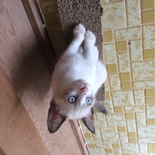 3ヶ月かわいい盛りの子猫♡ - 里親募集