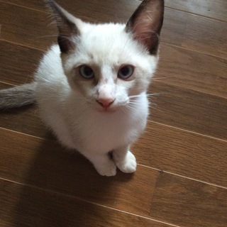 3ヶ月かわいい盛りの子猫♡ - 名護市