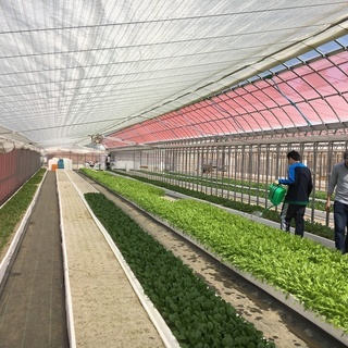 【障がい手帳をお持ちの方】New Open！あと10名！！★ 障がい者の方がイキイキと働ける農園『わーくはぴねす農園 松戸ファーム！』の画像