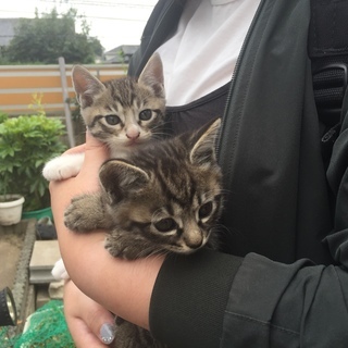 里親募集