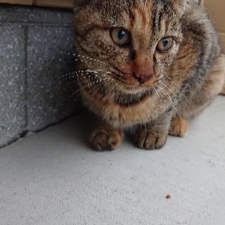 急募!里親様募集