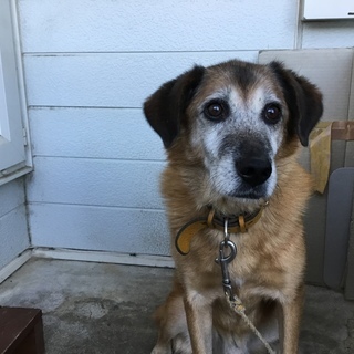 雑種の老犬。いいヤツです。