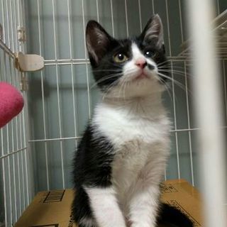 綺麗な模様の甘えたな子猫！