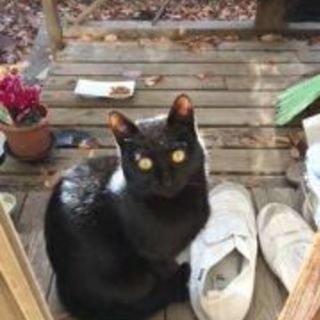 動物愛護精神のある愛猫家のコミュ