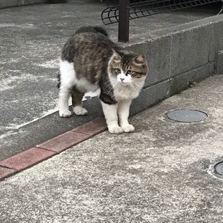動物愛護精神のある愛猫家のコミュ - 八王子市