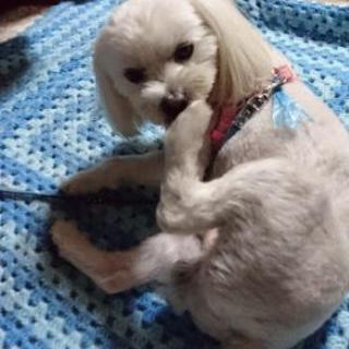 名付け親になってください！