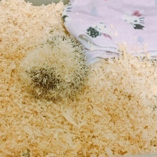 ハリネズミ