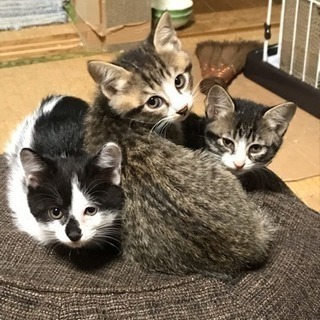 里親さんになってください