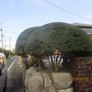 福岡、松の木剪定、植木の剪定、便利屋