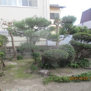 福岡、松の木剪定、植木の剪定、便利屋 - 筑紫野市