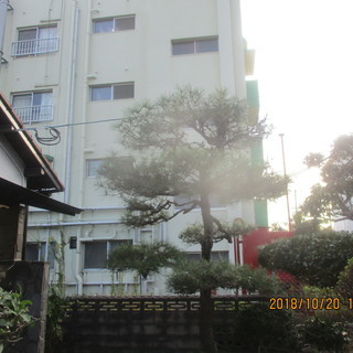 福岡、松の木剪定、植木の剪定、便利屋 - その他