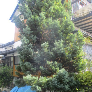 福岡、枝落とし、植木の徹去、格安、便利屋