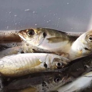 みんなでアジ釣り10/27🎣✨