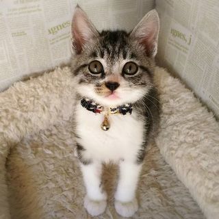 三角まゆげの子猫☆まゆげ君