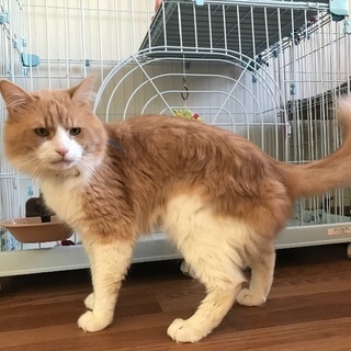 メインクーン5歳の男の子 - 猫