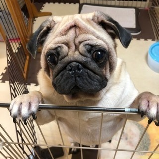 飼い主様募集