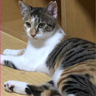 すばらしい里親さんが決定しました！