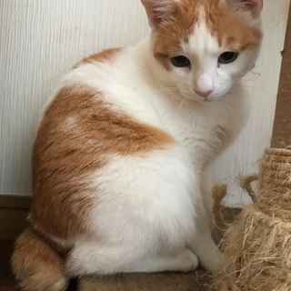 5歳の女の子です