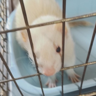 動物ゲージ探してます。